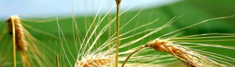 Médéa - Maladie coeliaque