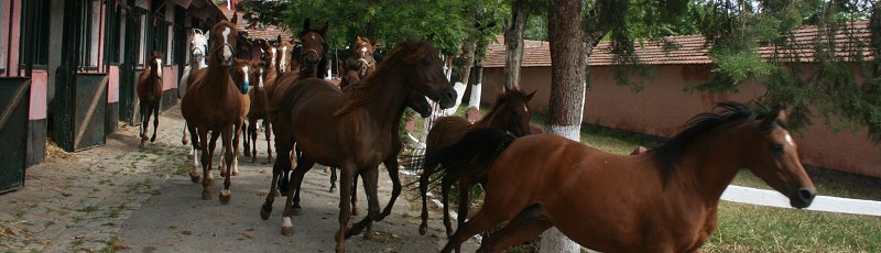 Tiaret - Haras National Chaouchaoua	(Commune de Tiaret, Wilaya de Tiaret)