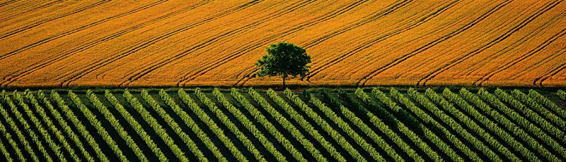 El-Bayadh - CAW : Chambres Agricoles