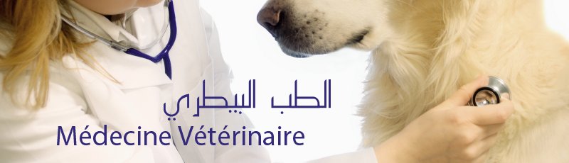 Tiaret - Médecine vétérinaire