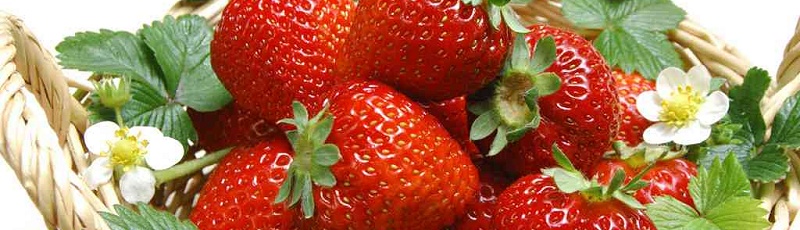 سكيكدة - Fête de la Fraise à Skikda