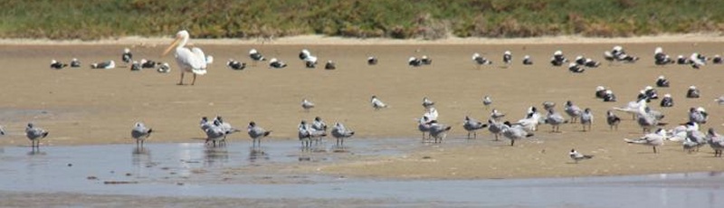 النعامة - Lac Haoudh Ed-Daïra	(Commune de Ain Ben Khelil, Wilaya de Naâma)