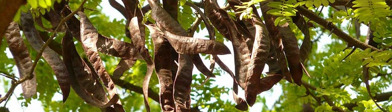 Tizi-Ouzou - Caroubier