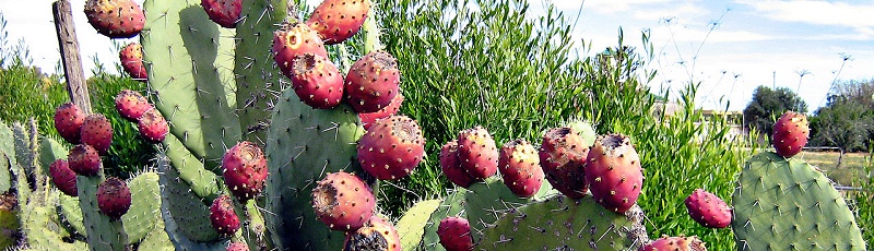 Tiaret - Figuier de Barbarie