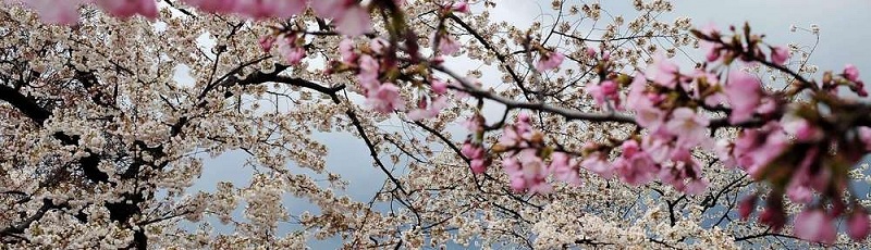 Batna - Amenzu n’tfsut, la fête du printemps