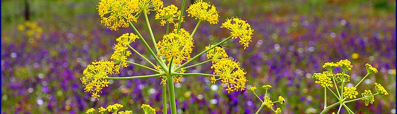 Tiaret - Thapsia garganica