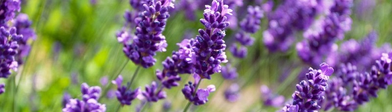 Tizi-Ouzou - Lavande