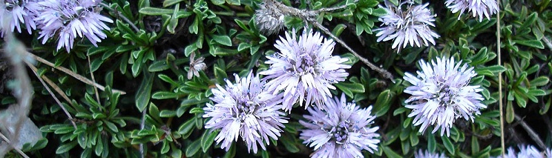 Tizi-Ouzou - Globulaire