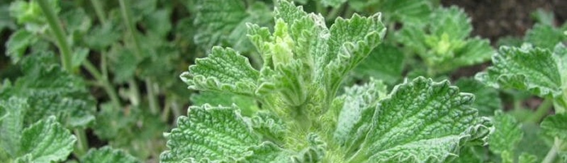 Batna - Marrube blanc