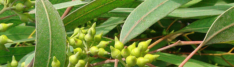 Algérie - Eucalyptus