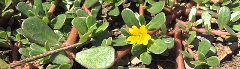 Tizi-Ouzou - Pourpier