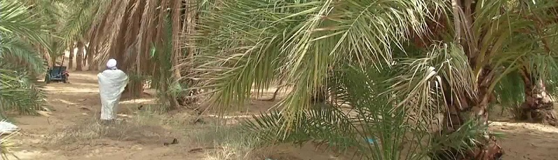 الوادي - Ghaout dans la région du Souf (wilaya d’El-Oued)