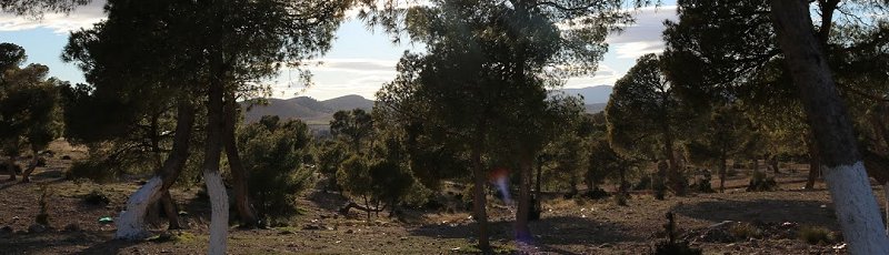 Msila - Forêt du Djebel Messaad et La Steppe	(Commune de Djebel Messaad, Wilaya de M'Sila)