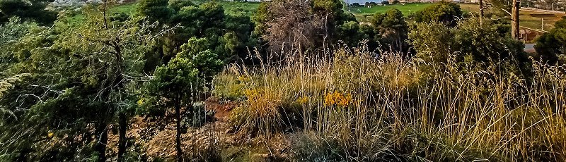 Tlemcen - Forêt du Petit Perdreau	(Commune de Tlemcen, Wilaya de Tlemcen)