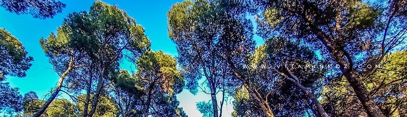 تلمسان - Parc national de Tlemcen (Wilaya de Tlemcen)