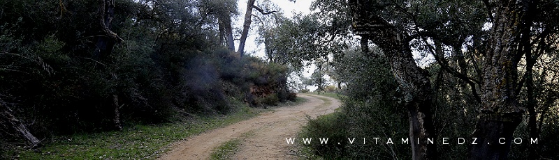 Tlemcen - Forêt de Zarifet	(Commune de Terny Beni Hdiel, Wilaya de Tlemcen)