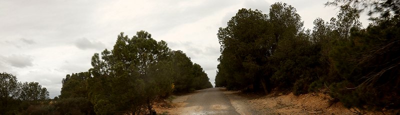Sidi-Belabbes - Forêt de Tenira	(Commune de Tenira, Wilaya de Sidi Bel Abbes)
