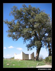 Un marabout à coté de Tirni