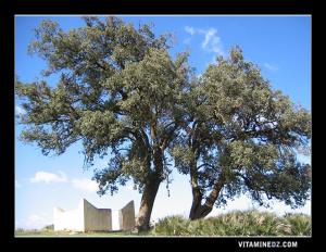 un marabout à coté de Tirni