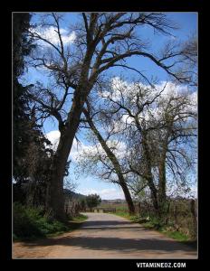 forêt petit perdreau : plateau de Lalla Setti