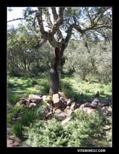 Marabout de Sidi Amar à Ahfir (Hafir)