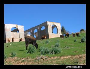 Ahfir (Hafir) et ses richesse natuelles