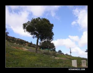 Wali dans l'ancien cimetière de Ain Douz (Inndouz)