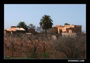Ferme coloniale à 1km de l'entrée de Hennaya (Eugène Etienne) en venant de Tlemcen