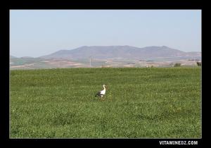 Paturages verdoyants à Hennaya, au loin le Djbel de Sidi Yahia