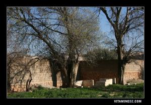 Wali de Sidi Mohamed (1) dans l'ancienne Hennaya