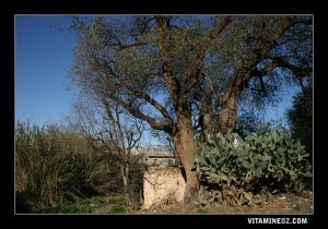 Wali de Sidi Aziz dans l'ancienne Hennaya