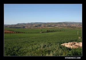 Champs agricoles à Ain Youcef (Lavayssière)