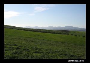 Champs verdoyants à Ain Youcef (Lavayssière)