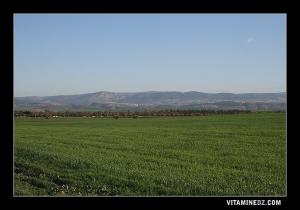 Vue panoramique de Tlemcen à partir de la région de  Ain Youcef (Lavayssière)