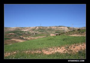 Champs agricoles à Ferha à coté de Sidi Ouriache