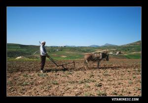 Fellah traditionnel à Ferha à coté de Sidi Ouriache