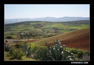 Champ à El Bratla (Sidi Ouriache)