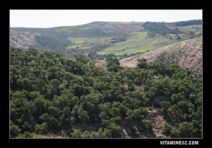 Foret supplombant la Plage de Ouardania (rive droite)