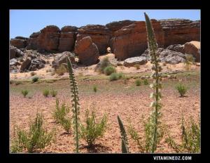 Taghit : des blocs de rocs riches par leurs gravures rupestres