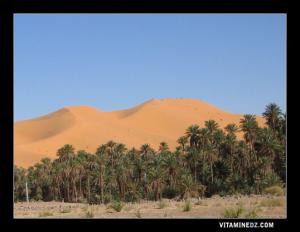 Palmeraie de Bakhti (Taghit)