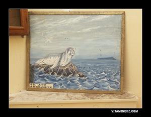 Le Phoque moine à l'île de Rachgoun