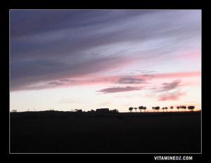 La magie du crépuscule de  Ouled Riyah