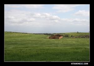 Champs verdoyants dans la commune de Sidi Kada