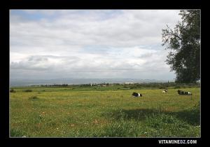 Paturages verdoyants à Sidi Kada