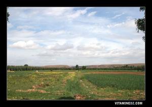 Champs verdoyants de la région de Takhemaret