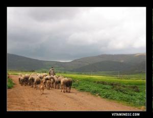 Tizi : Un berger et son troupeau de moutons