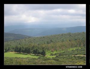 De Tizi : vue panoramique sur la foret de Ouchba