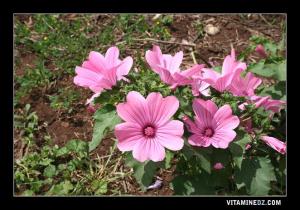 Fleurs sauvages de Tedmaya