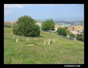 Cimetière de Sidi Med Benali à Ain El Hout
