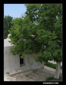 Marabout de Sidi Mansour à Ain El Hout